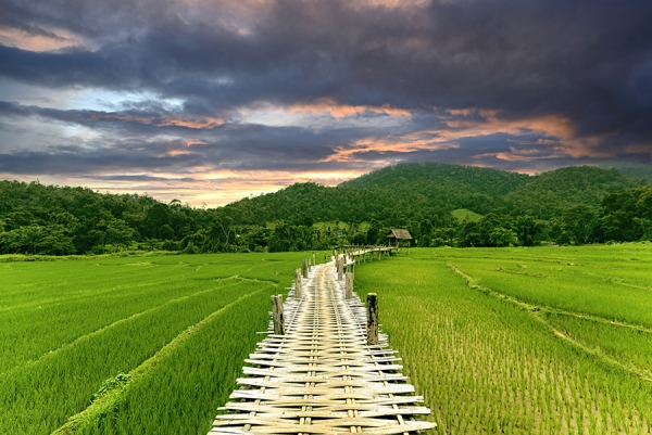 Bridge to rice field