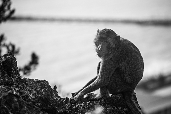 The-thinking-Monkey