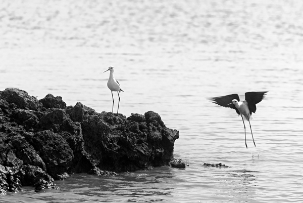 White-backed-stilt-on-the-lookout